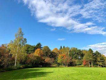 Trees growing on field against blue sky