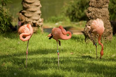 View of birds on field