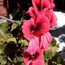 Close-up of pink flowers