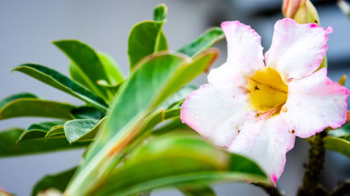 Close-up of fresh white flowering plant