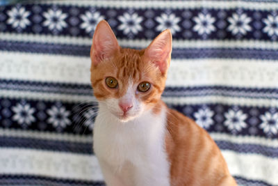 Close-up portrait of a cat at home