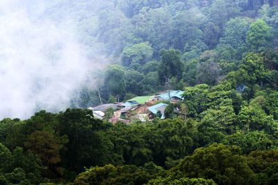 High angle view of trees and plants in forest