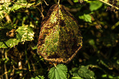 Close-up of berries hanging on tree