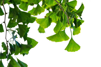 Close-up of fresh green leaves against white background