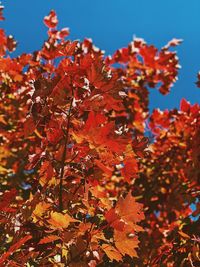 Low angle view of autumnal leaves against sky