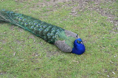 High angle view of peacock on field