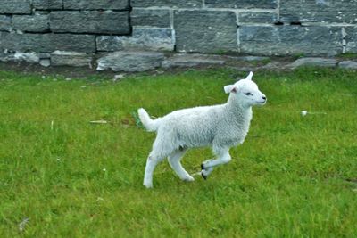 Sheep grazing on grassy field