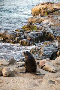 Scenic view of sea and rocks