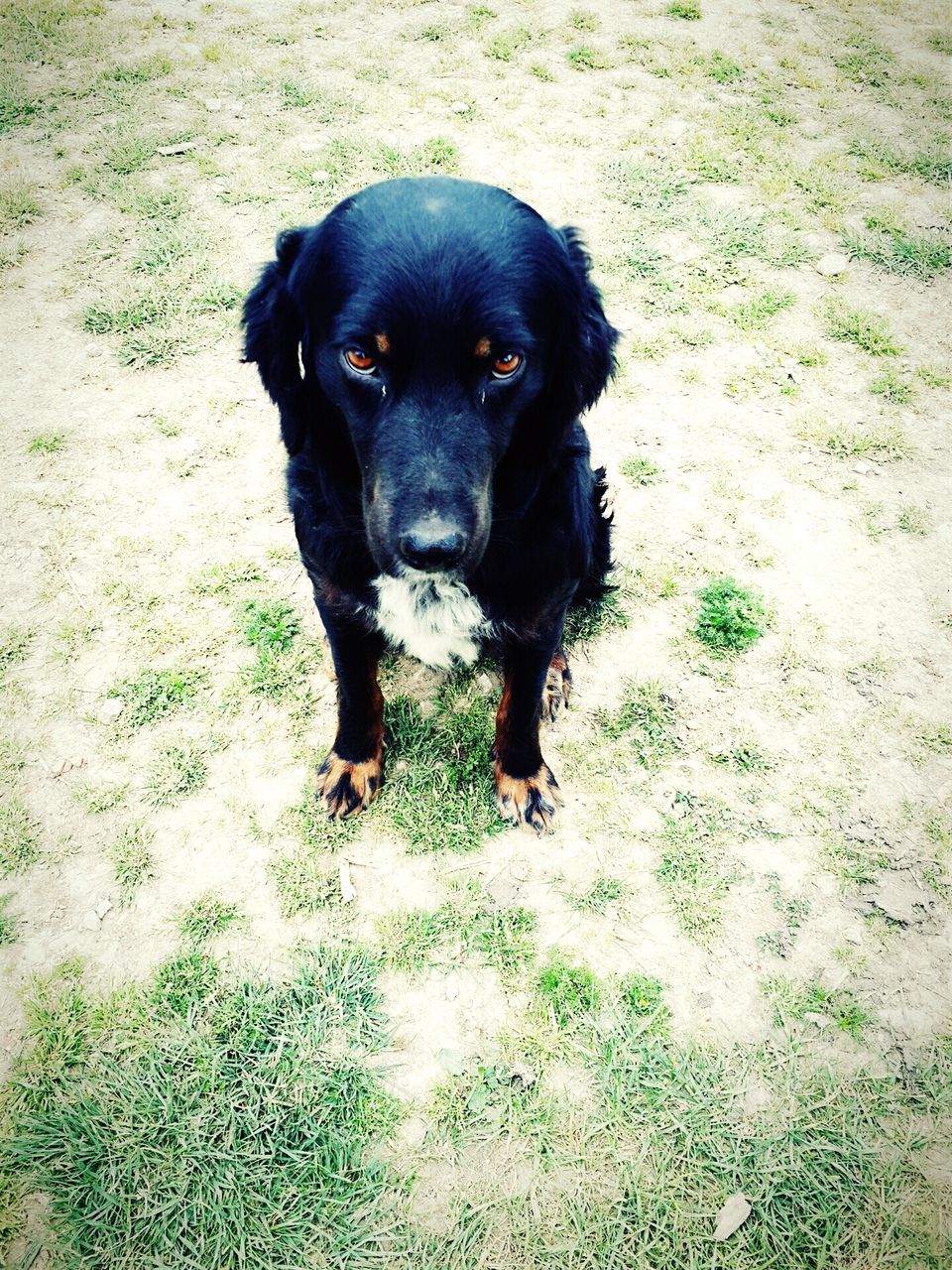 dog, one animal, animal themes, pets, domestic animals, mammal, black color, grass, high angle view, field, looking at camera, portrait, sitting, full length, pet collar, no people, canine, outdoors, day, black