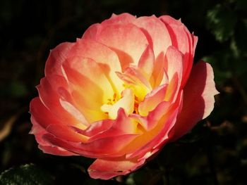 Close-up of pink rose