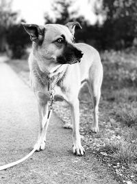 Dog looking away on field