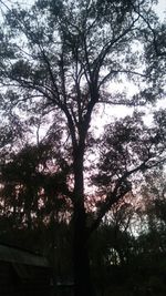 Low angle view of silhouette tree against sky