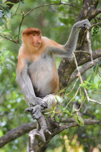 Monkey on tree branch