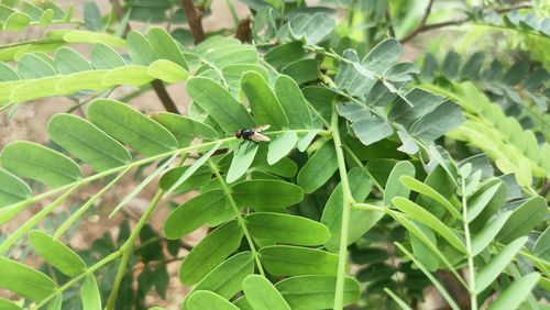 Close-up of green leaves on plant in field