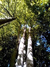 Low angle view of bamboo trees in forest