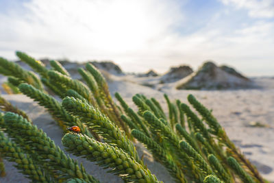 Close-up of plant growing on field against sky