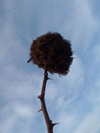 Low angle view of dead plant against sky