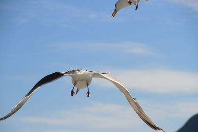 Scenic view of seagull flying mid air