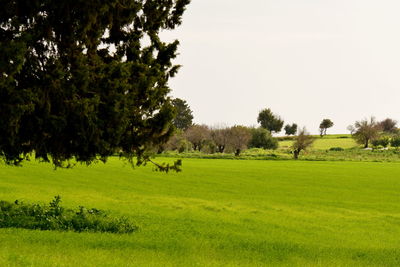 Scenic view of trees on field against sky