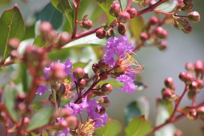 Close-up of flowers blooming on tree