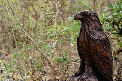 Side view of a bird looking away