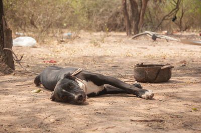 View of a sleeping resting on field