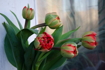 Close-up of red flowering plant