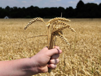 Close-up of hand holding wheat growing on field