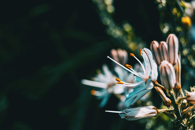 Close-up of flowering plant