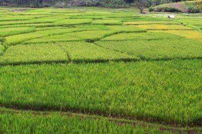 Scenic view of agricultural field