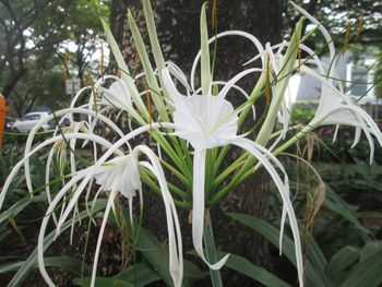 Close-up of white flowers blooming outdoors