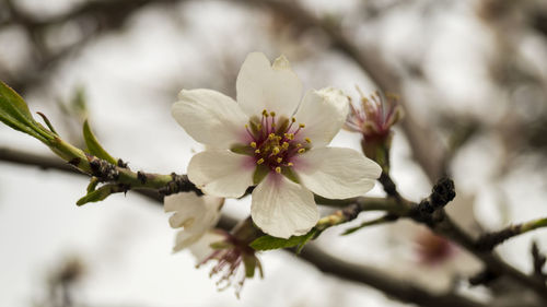 Close-up of white flowers