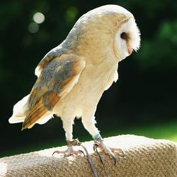 Close-up of bird perching on branch