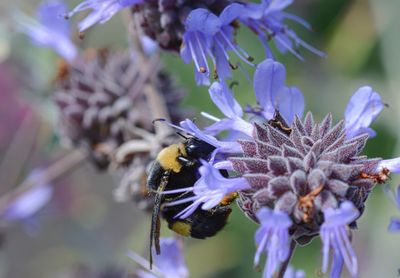 Close-up of bee on purple flower