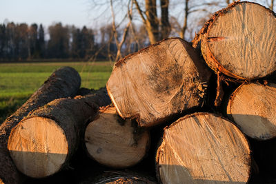 Close-up of logs in forest