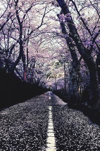 Footpath amidst trees