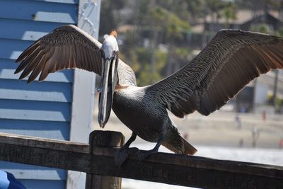 Close-up of pelican perching