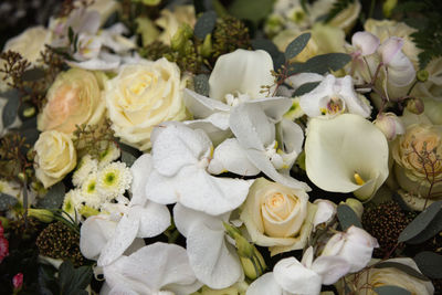 High angle view of white roses