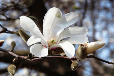 Close-up of white flower blooming on tree