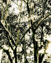 Low angle view of trees in forest against sky