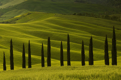 Scenic view of agricultural field