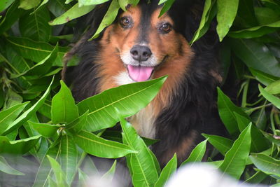 Close-up portrait of a dog