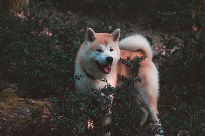 Dog looking away by plants