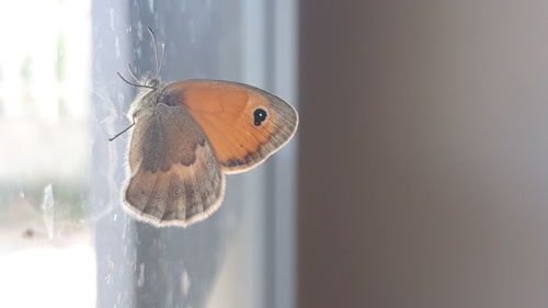 Close-up of insect on glass