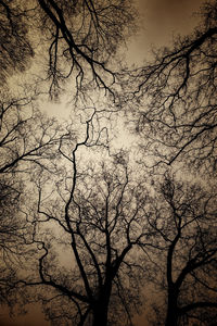 Low angle view of silhouette bare tree against sky