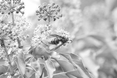 Close-up of insect on flower