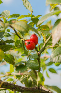 Close-up of red berries growing on branch against sky