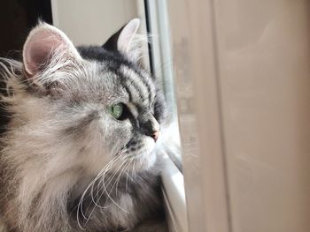 Close-up portrait of cat