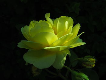 Close-up of yellow flower blooming against black background