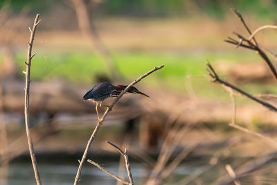 Green heron scanning the water for food while clinging to a small branch.